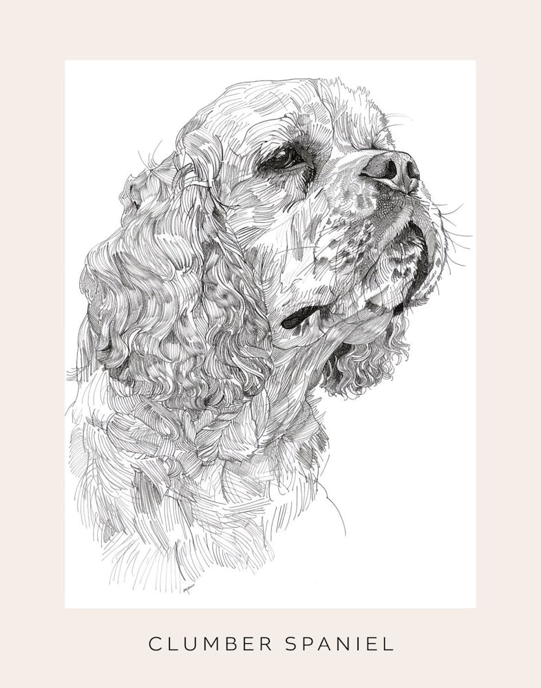Clumber Spaniel Hund Linienzeichnung 3 Poster
