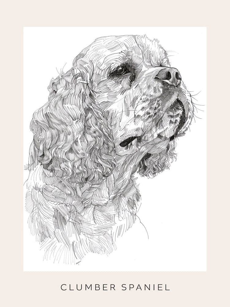 Clumber Spaniel Dog Line Sketch 3 Poster