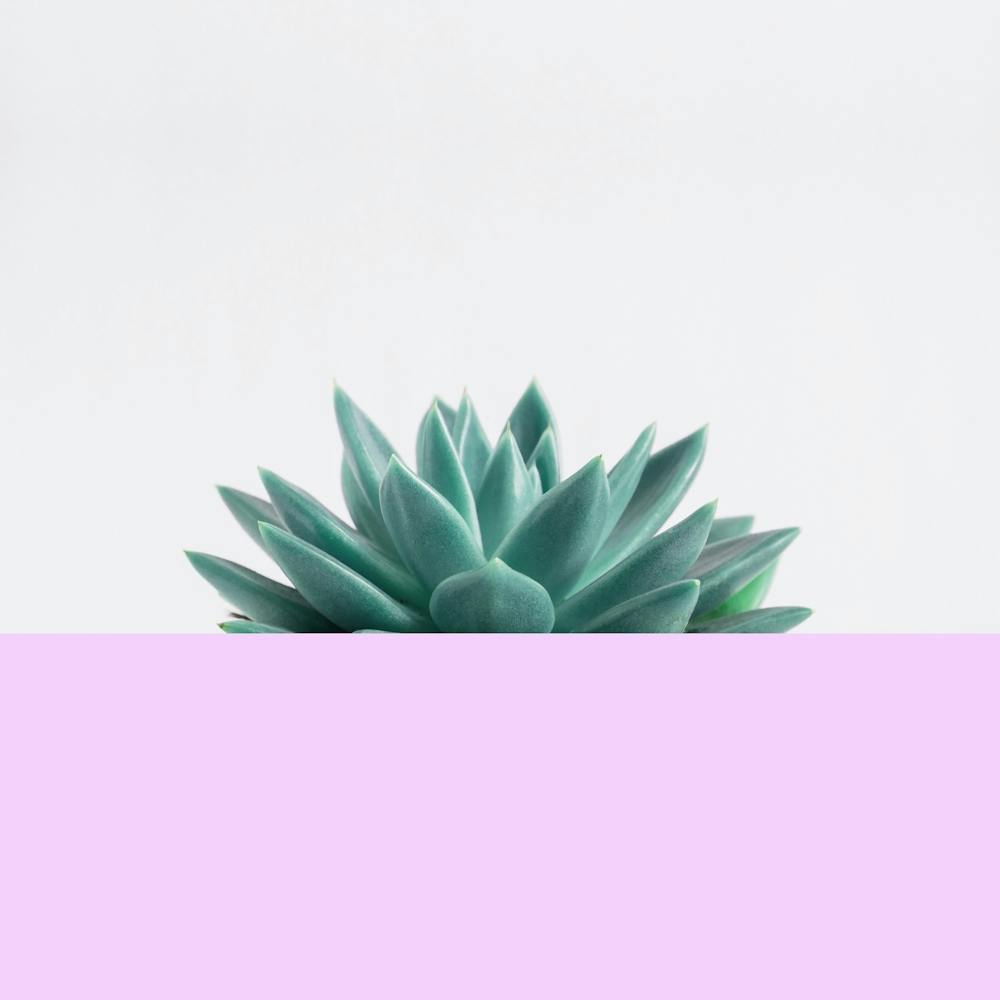 Minimalist floral art 1