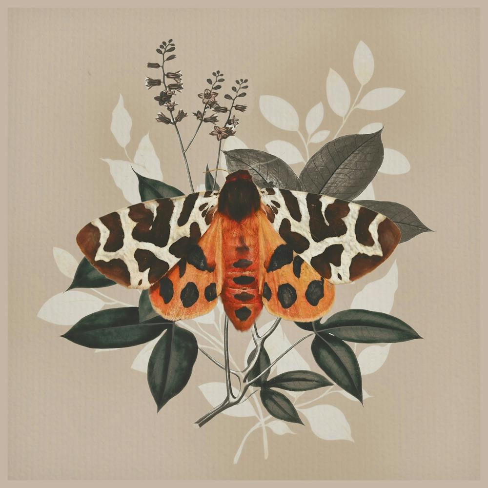 Butterfly 22
