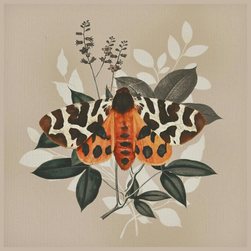 Butterfly 22