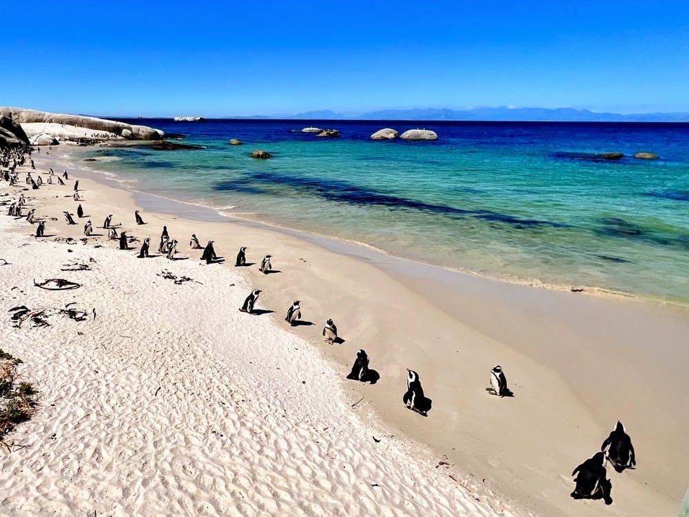 Penguins On The Beach (Africa Series)