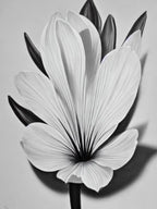 Crocus B&W Pencil 1 Flower