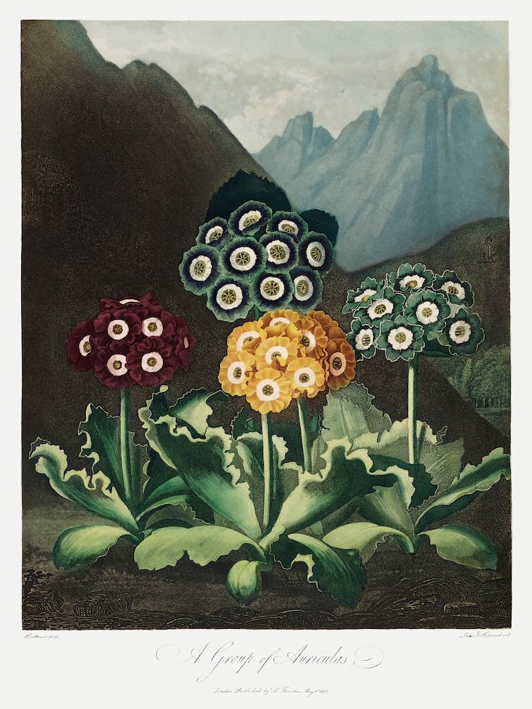 A Group Of Auriculas From The Temple Of Flora (1807), Robert John Thornton