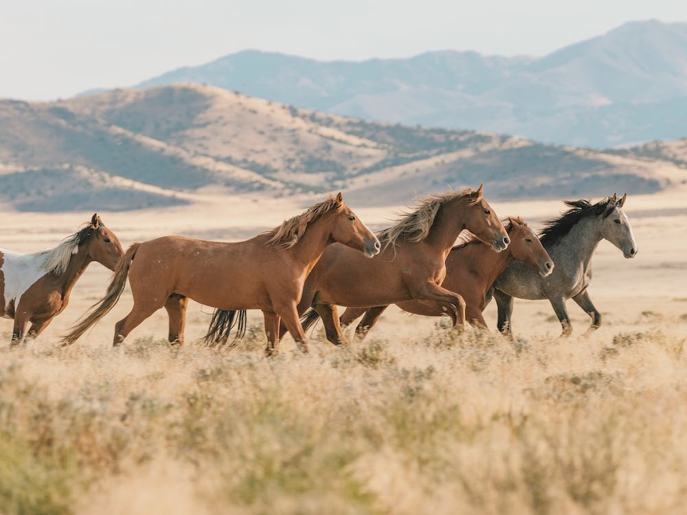 Wild Horses Running