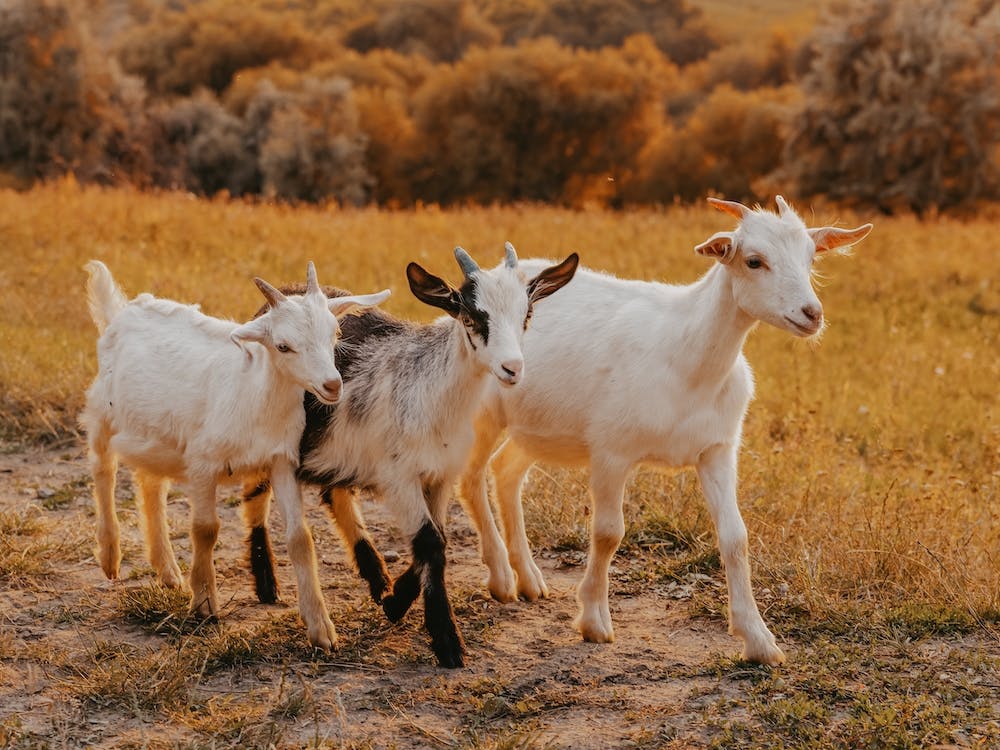 Three Goats Taking A Walk