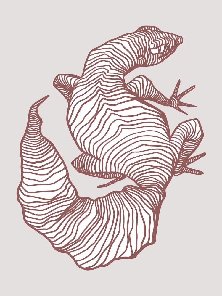 Lizard
