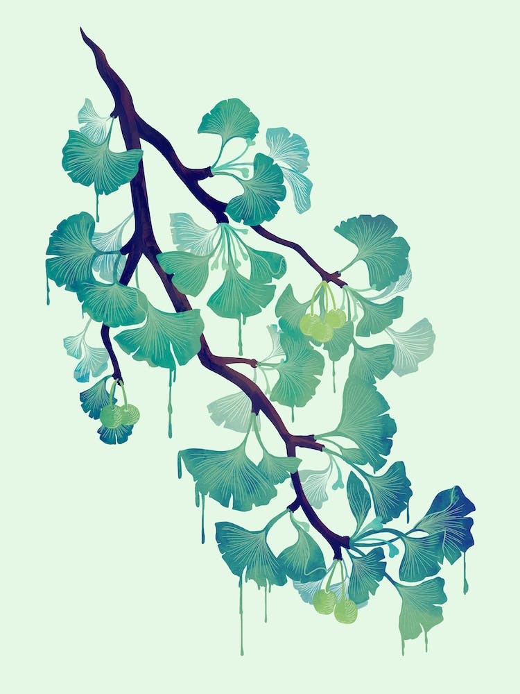 O Ginkgo In Green