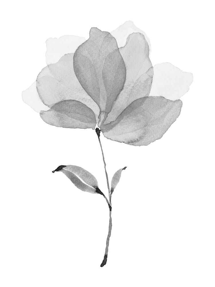 Magnolia Flower 2