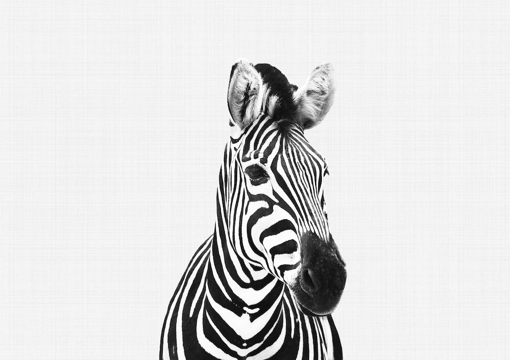 Zebra BW I