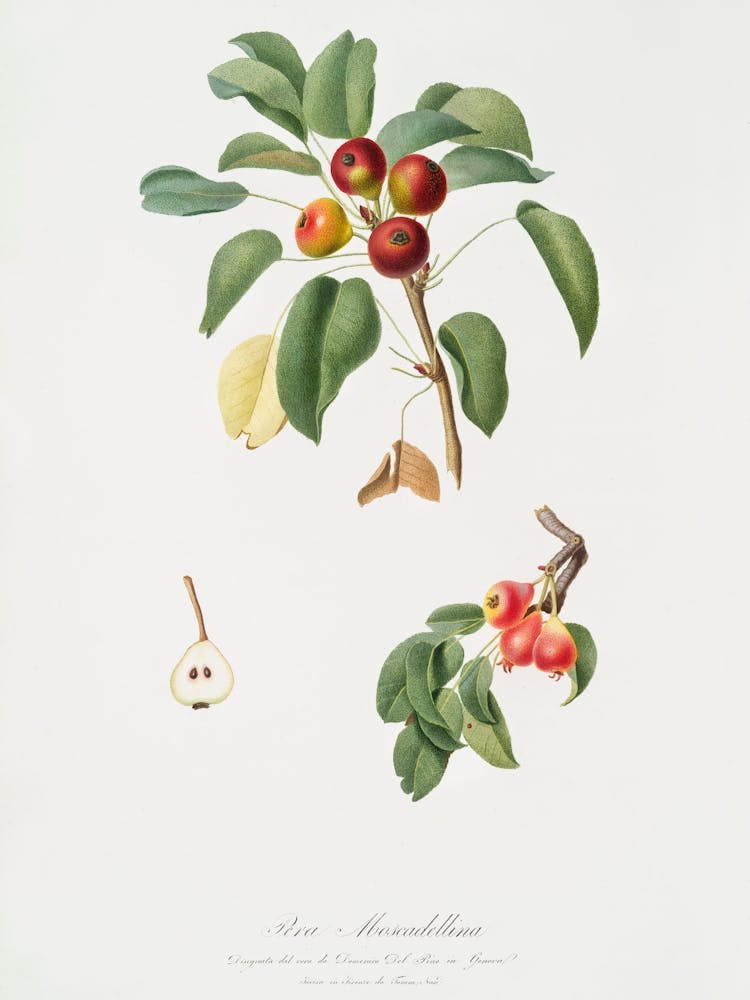 Musky Pear (Pyrus Sativa) From Pomona Italiana (1817 1839), Giorgio Gallesio