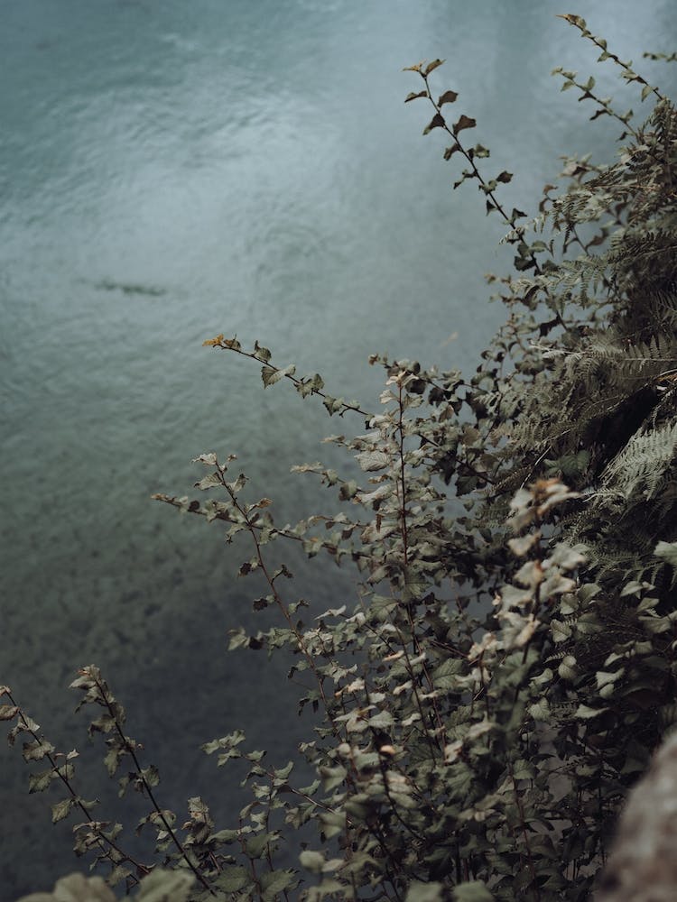 Blue Green Plant And River Scene St Sebastian, Spain