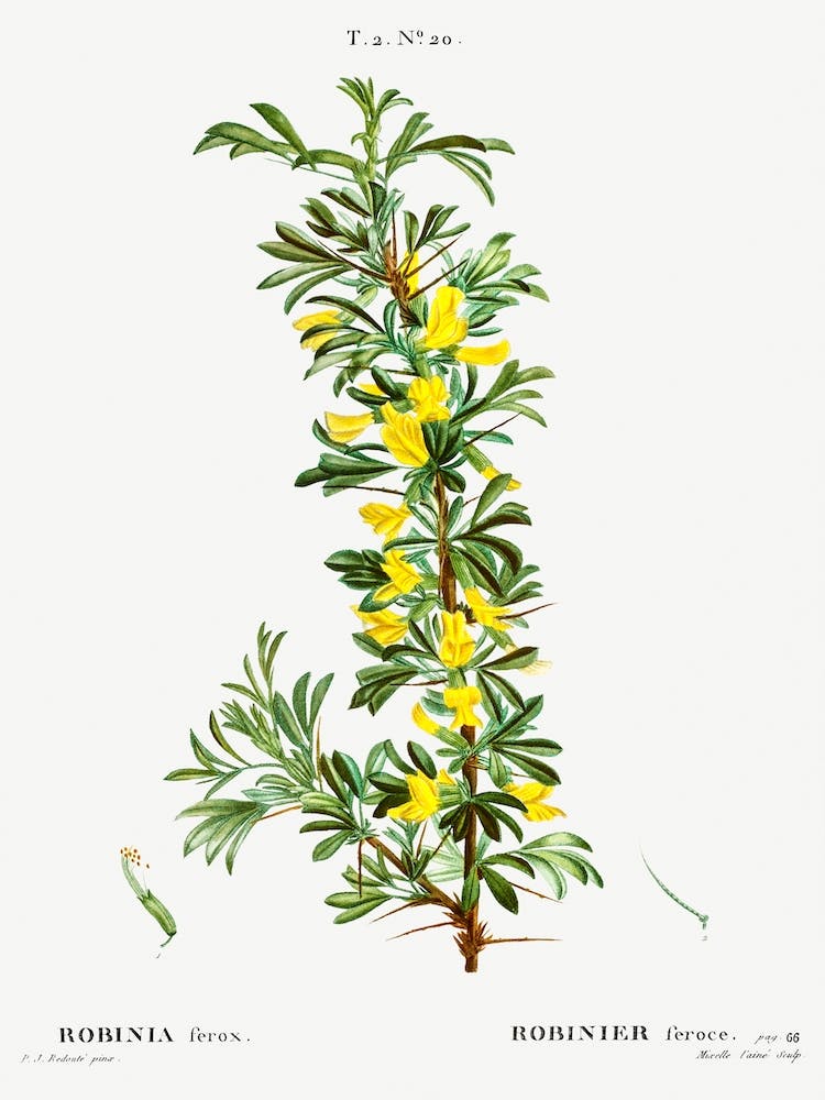 Robinia Caragana, Pierre Joseph Redoute
