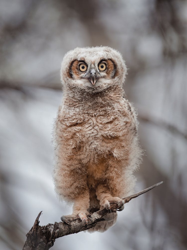 Juvenile Barn Owl