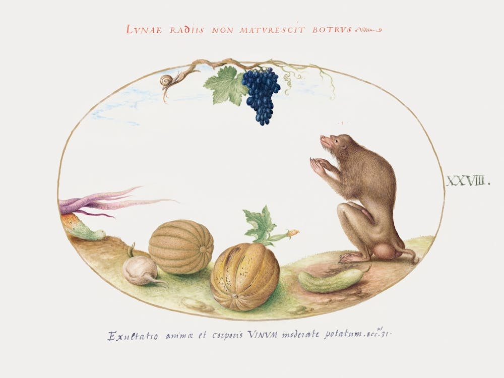 Tartarine With Fruit And A Snail (1575 1580), Joris Hoefnagel