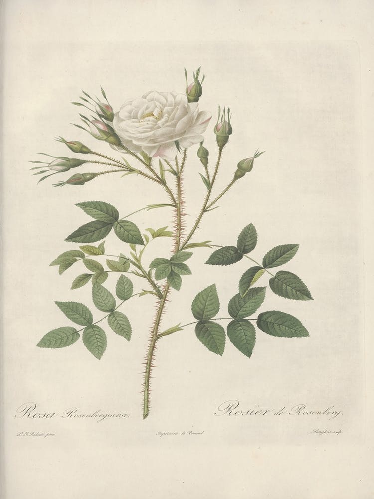 Illustration de Rose, Pierre Joseph Redoute (36)