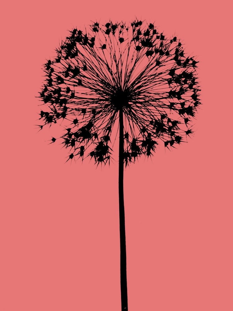 Coral  allium