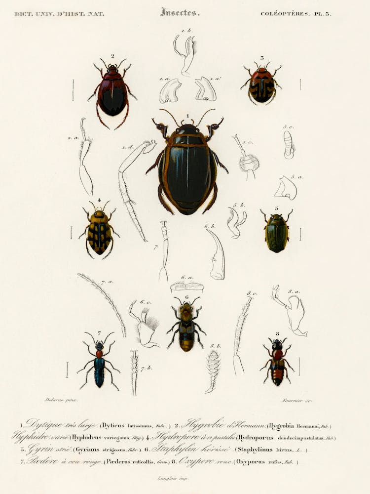 Different Types Of Beetles, Charles Dessalines D'Orbigny 4
