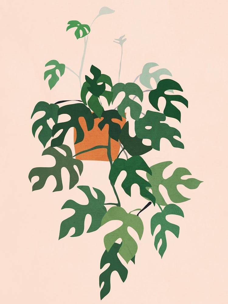 Trailing Monstera Plant