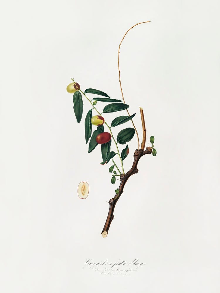 Jujube (Ziziphus Vulgaris) From Pomona Italiana (1817 1839), Giorgio Gallesio