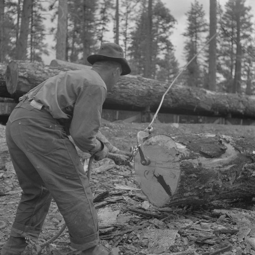 Grant County, Oregon, Malheur National Forest,Lumberjack Putting Hook Into Log Which Will Be Loaded Onto Flatcar By
