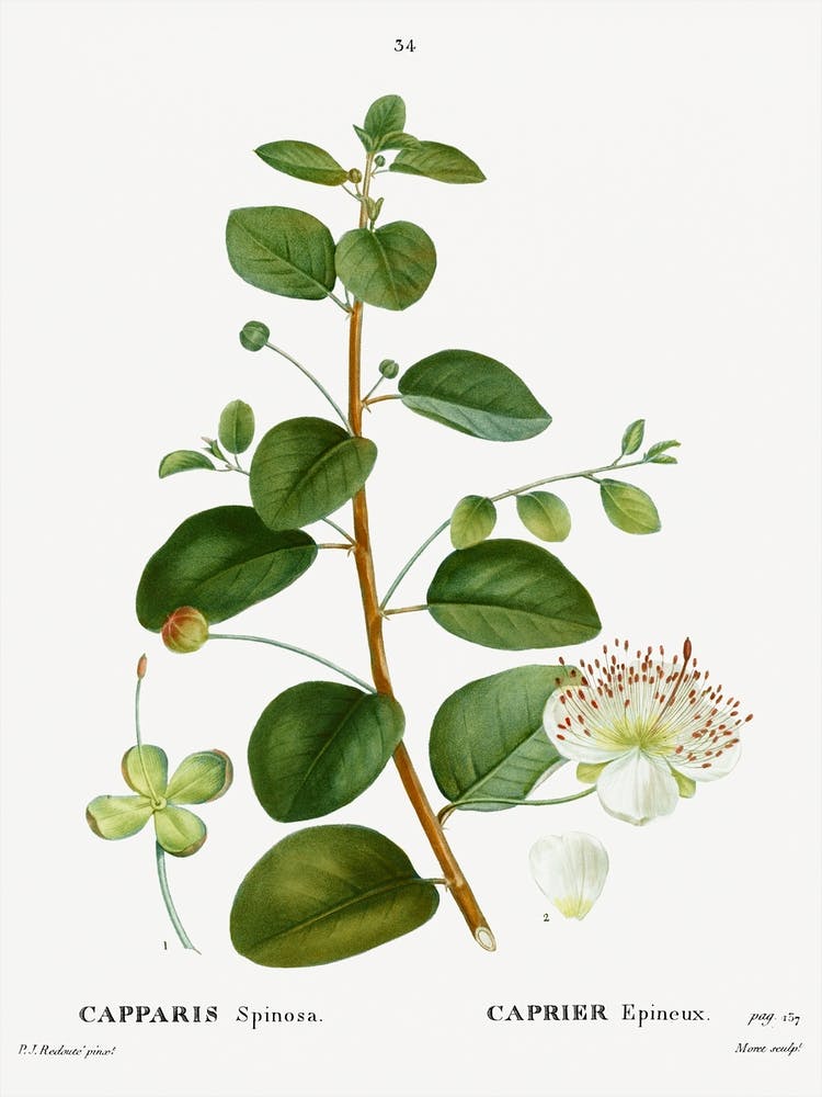 Caper, Pierre Joseph Redoute
