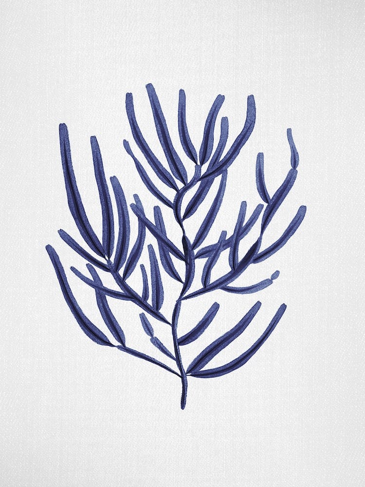 Seaweed 4