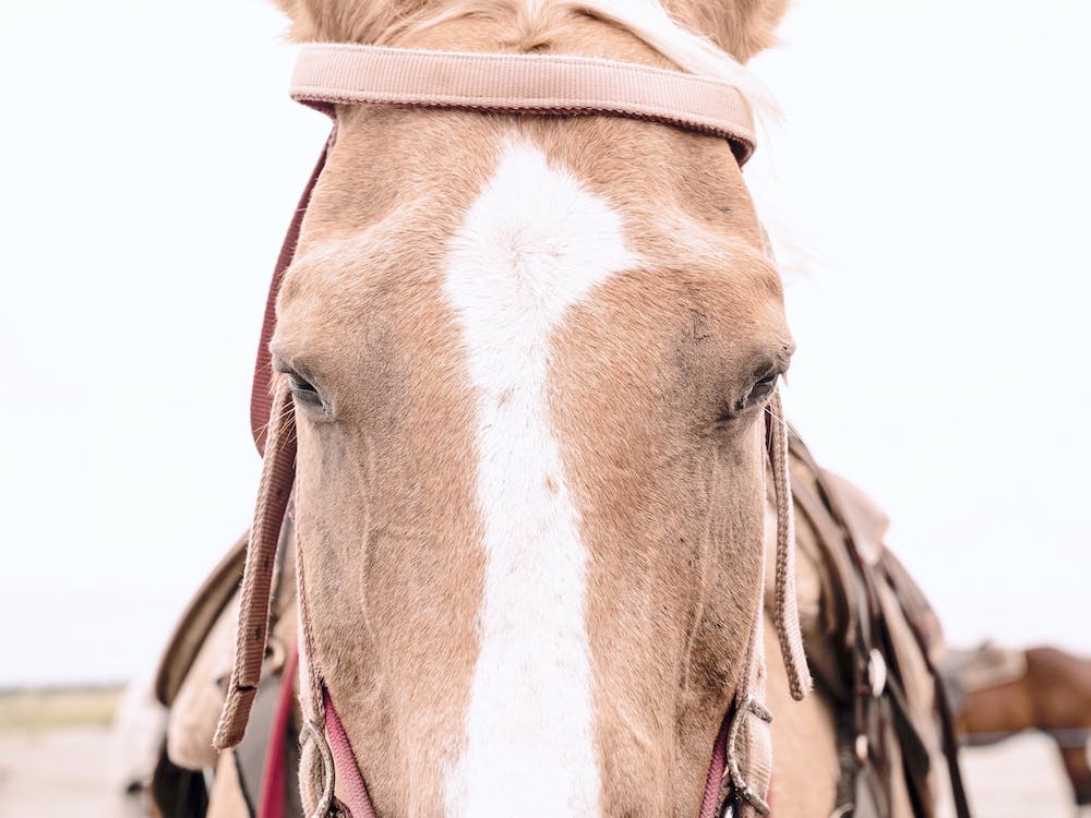Western Horse
