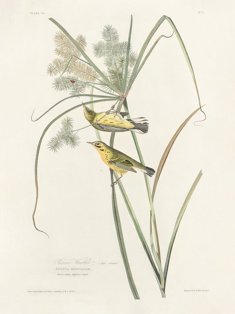 Prairie Warbler, Birds Of America, John James Audubon