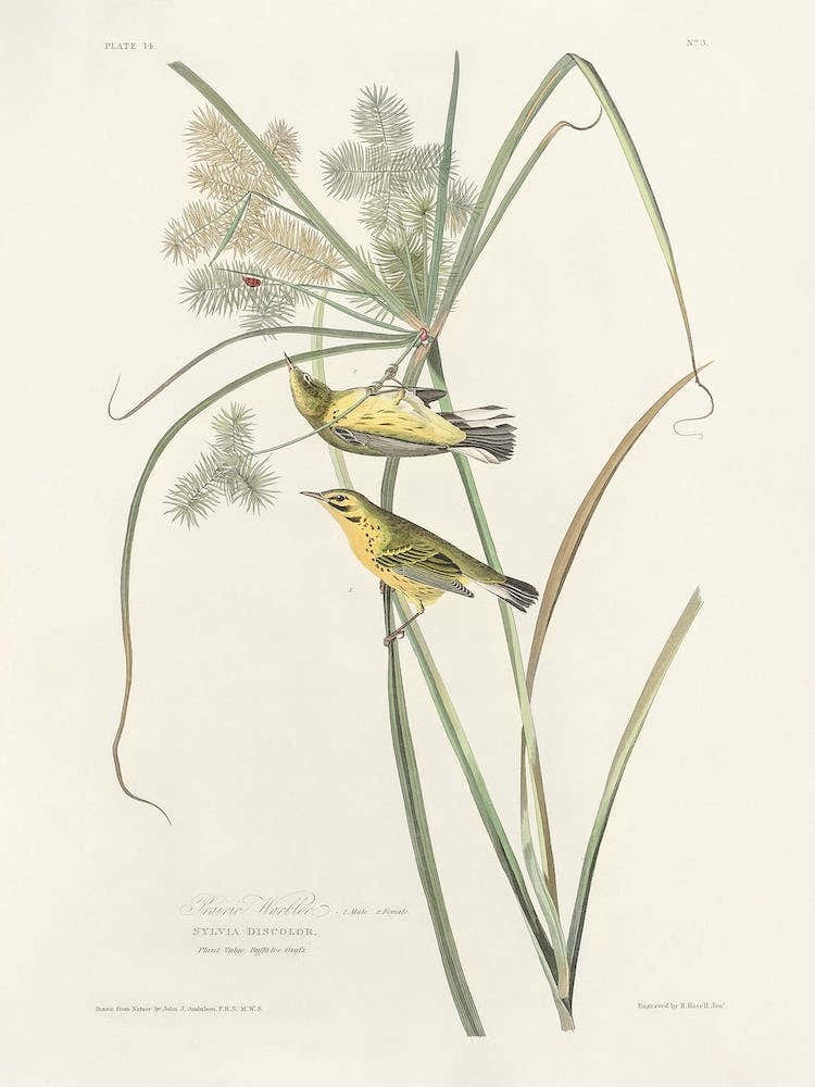 Prairie Warbler, Birds Of America, John James Audubon