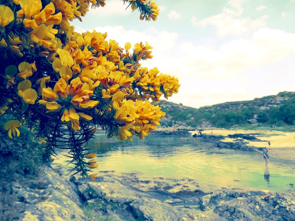 Yellow Flowers By The Water 1