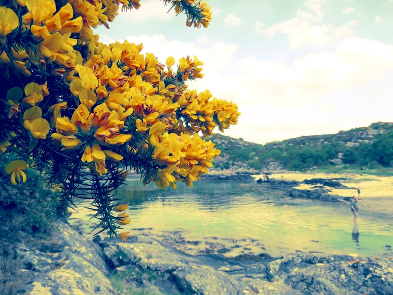 Yellow Flowers By The Water 1
