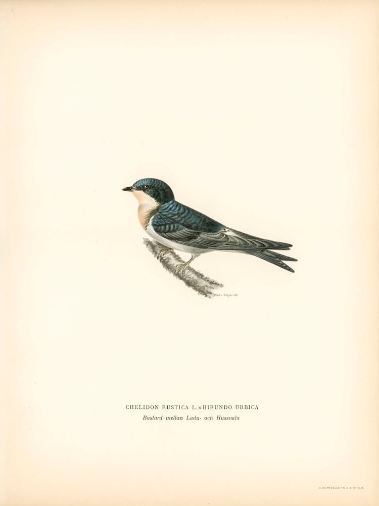 Hybrid Between Common House Martin And Barn Swallow, The Von Wright Brothers