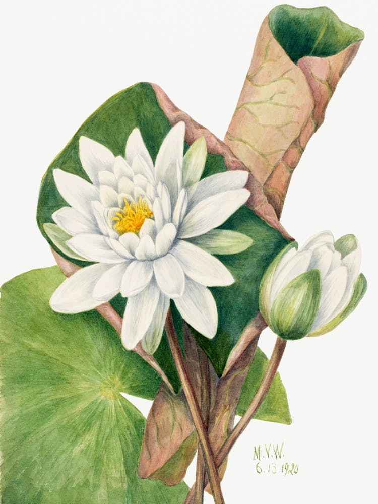 Vintage Botanical Mary Vaux Walcott _2732407