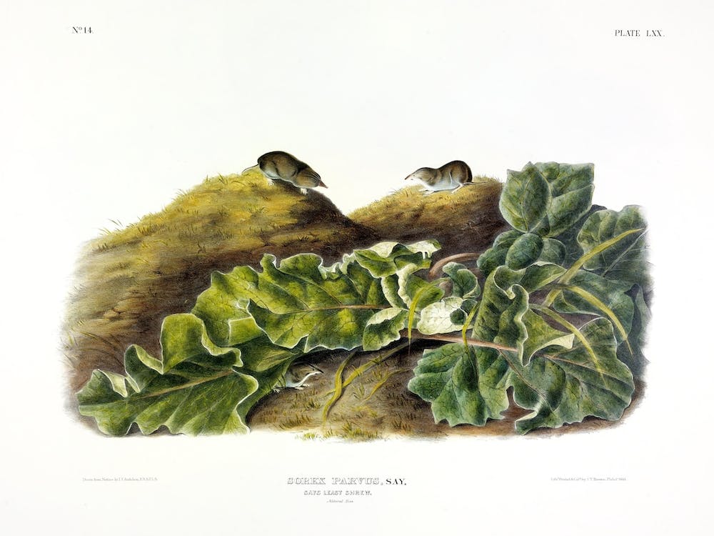 Shrew, John James Audubon