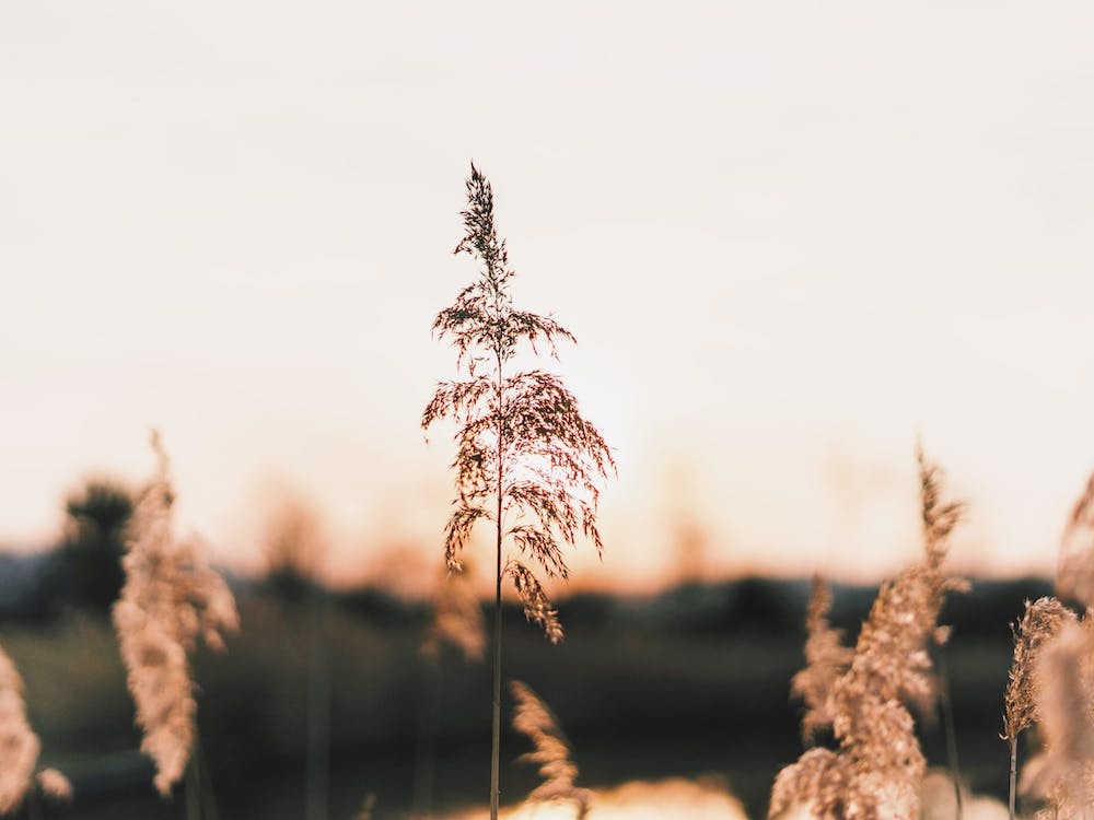 Sunset Pampas