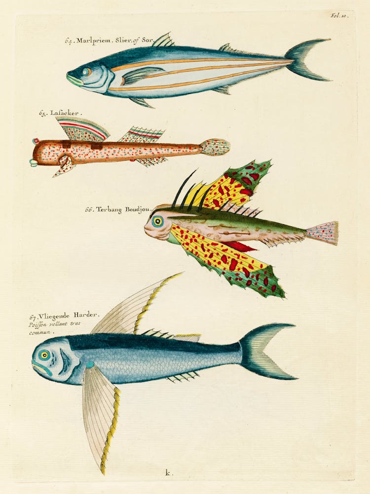 Colourful And Surreal Illustrations Of Fishes Found In Moluccas (Indonesia) And The East Indies, Louis Renard(44)