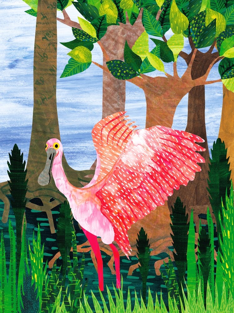 Spoonbill In Mangrove