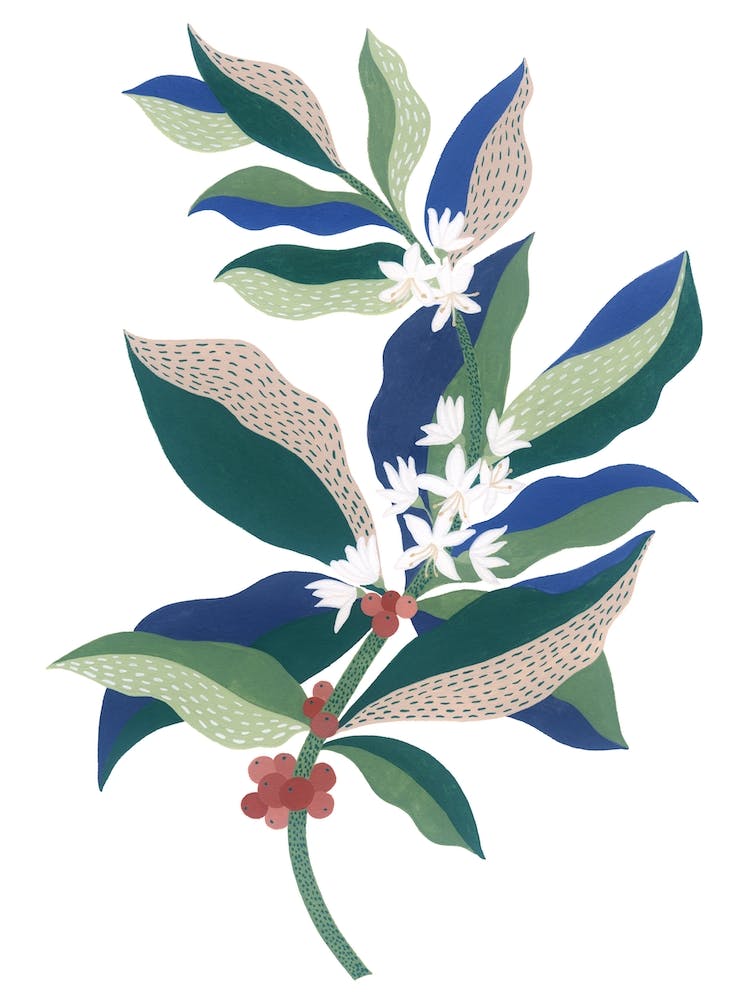 Plante de café - Peinture botanique à la gouache
