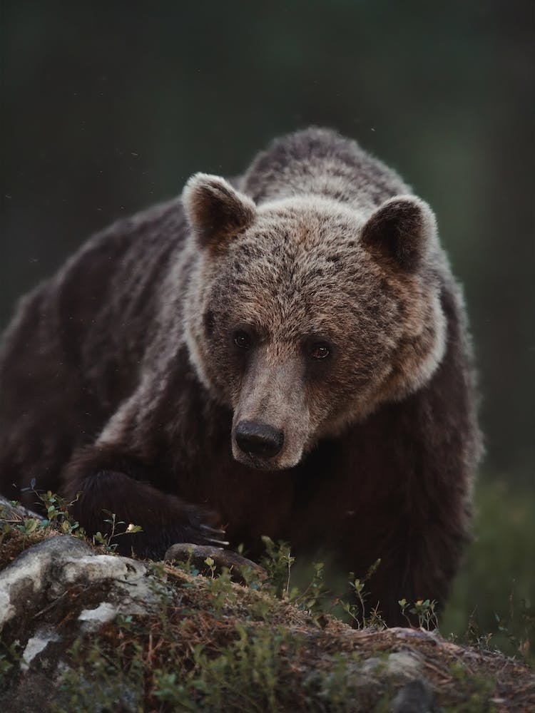 Woodland Grizzly Bear