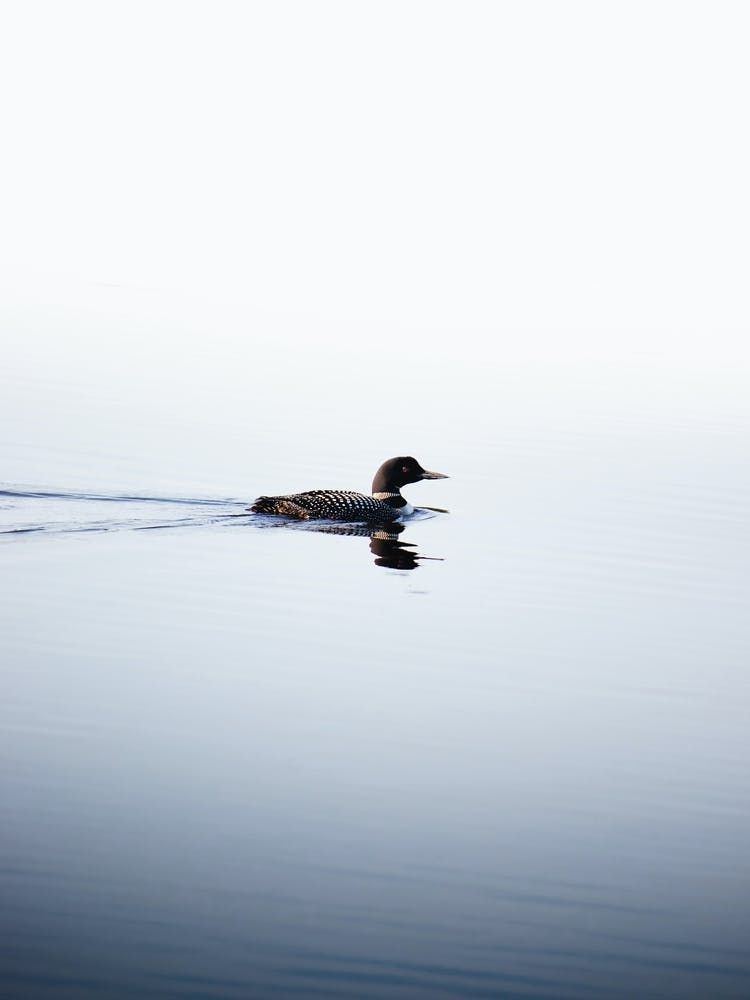 Loon On A Lake In The Boundary Waters Wilderness Of Northern Minnesota