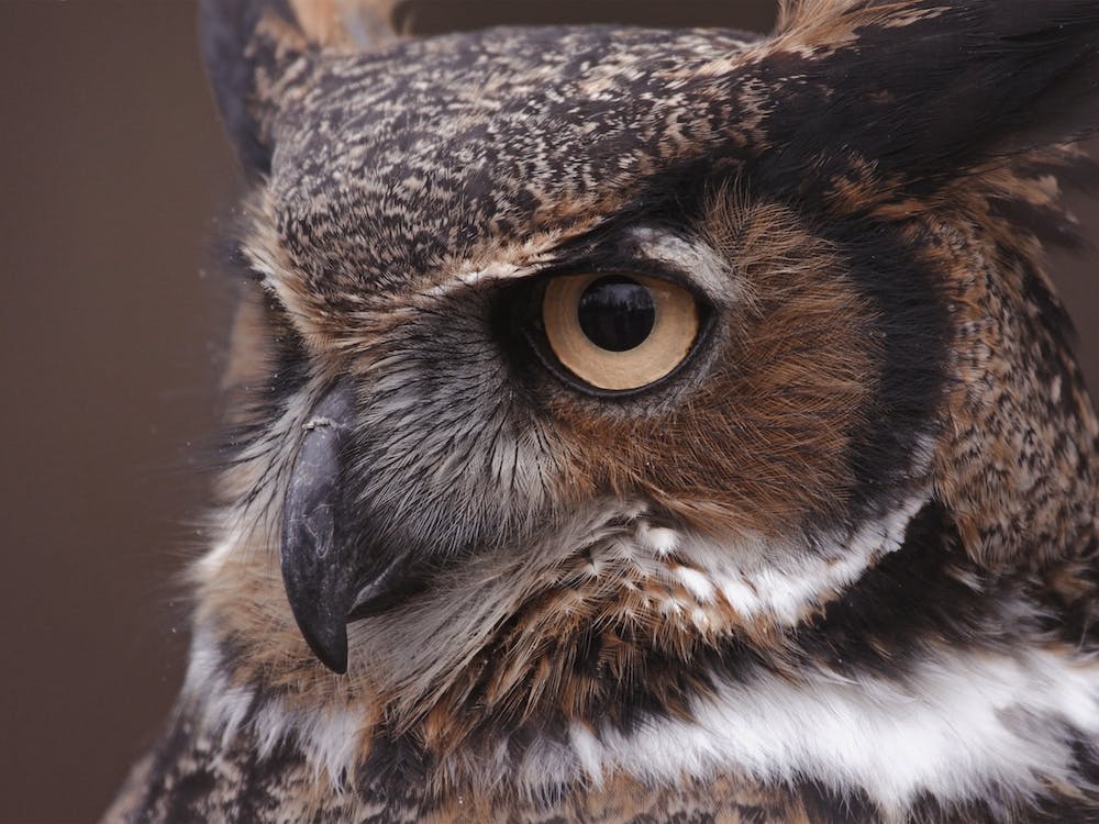Great Horned Owl
