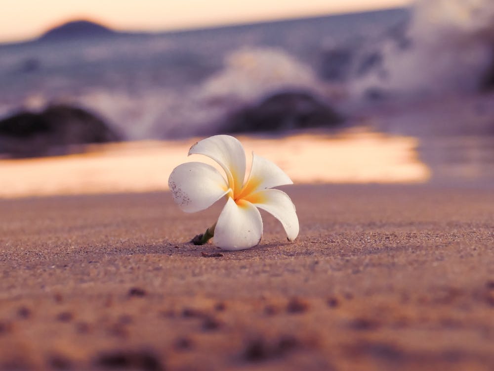 Plumeria On Beach
