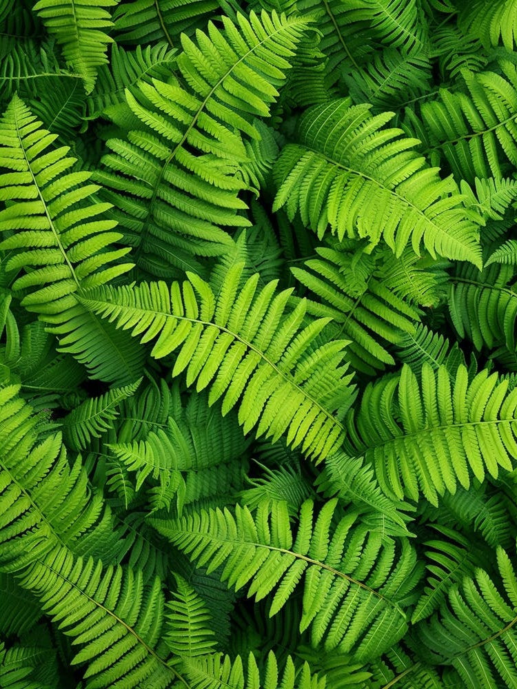 Pattern Poster Forked Fern 4