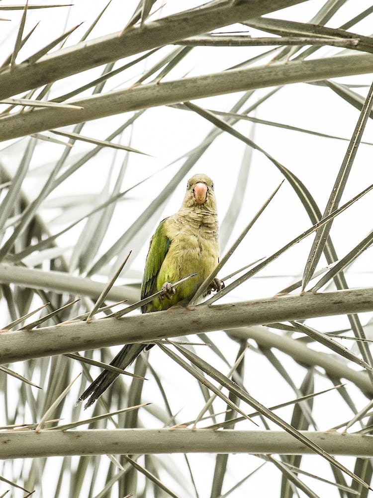 Parrot In Palm Tree
