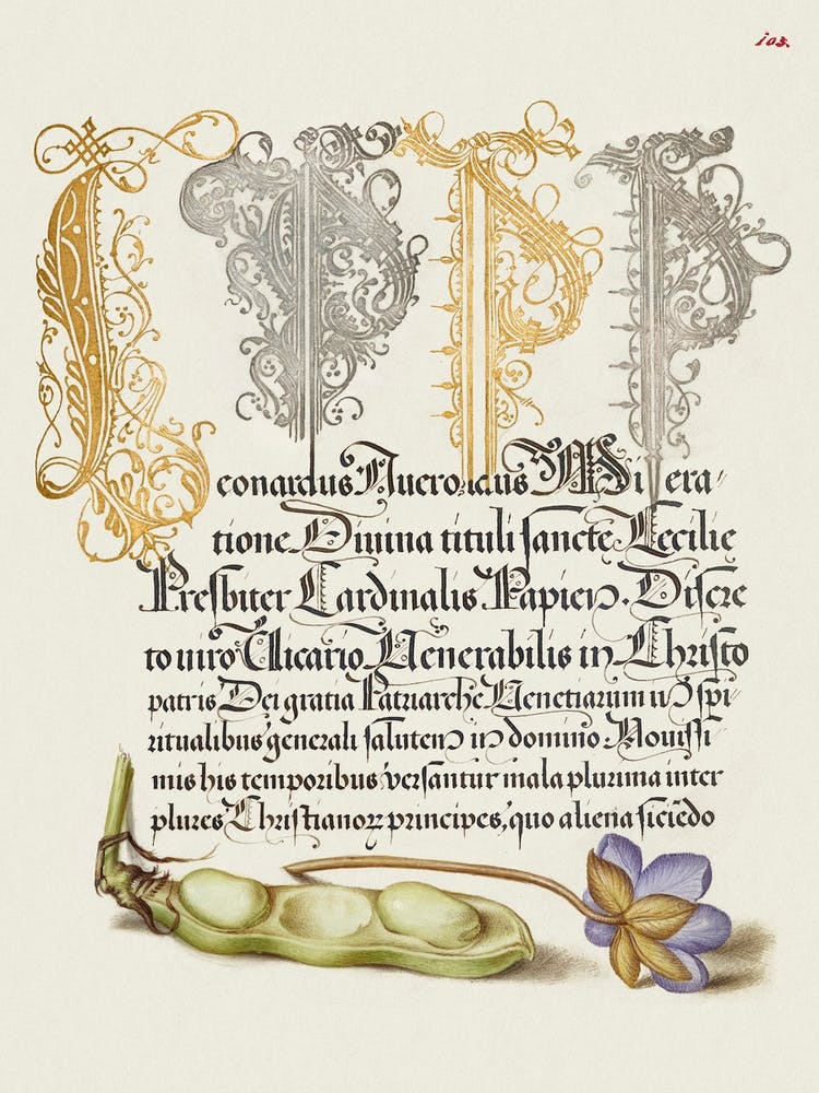 Broad Bean And Liverleaf From Mira Calligraphiae Monumenta, Joris Hoefnagel