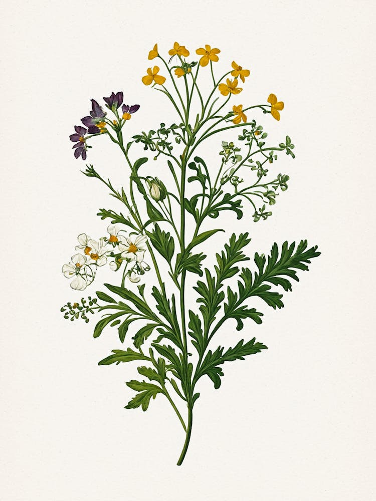 Vintage Botanical Galleria Style Wildflower Painting 29