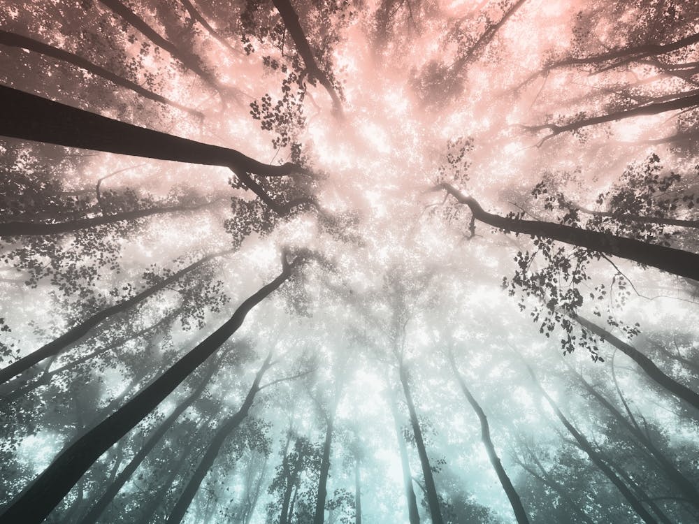 Fir Forest Pastel Dreams