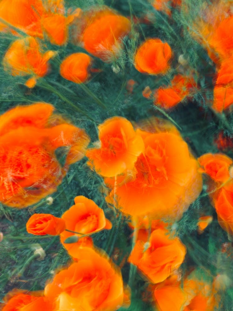 Abstract Flower Blur Green Orange Art
