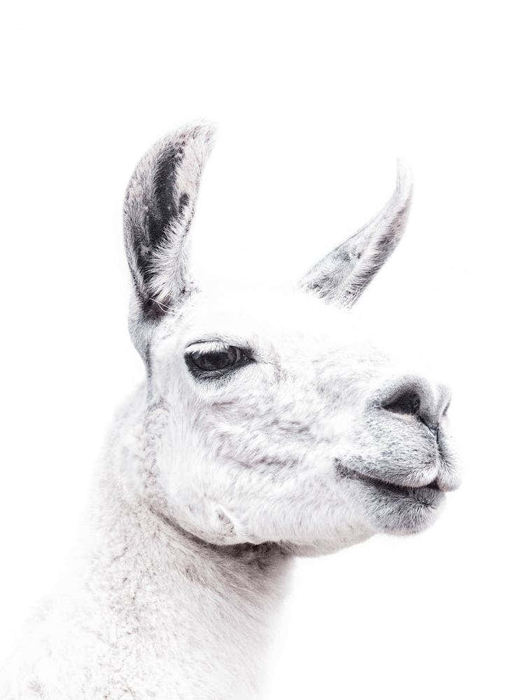Llama II